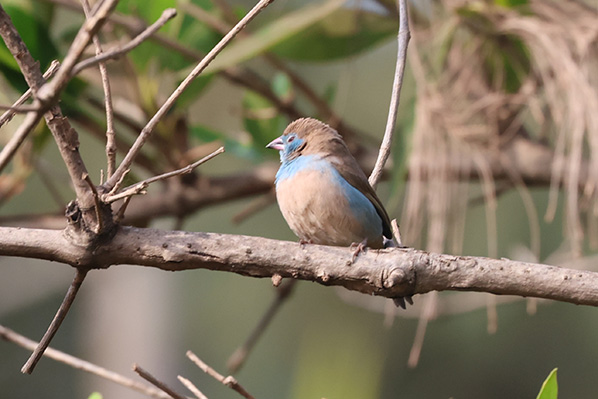 Blue-cheeked Cordon-blue